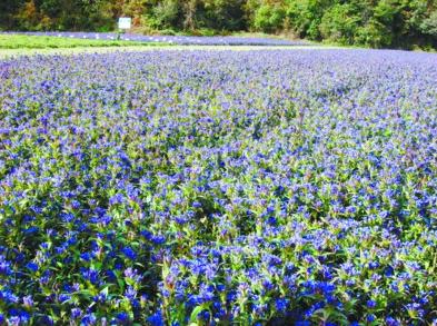 Gentiana scabra seeds Long Dan Cao seeds